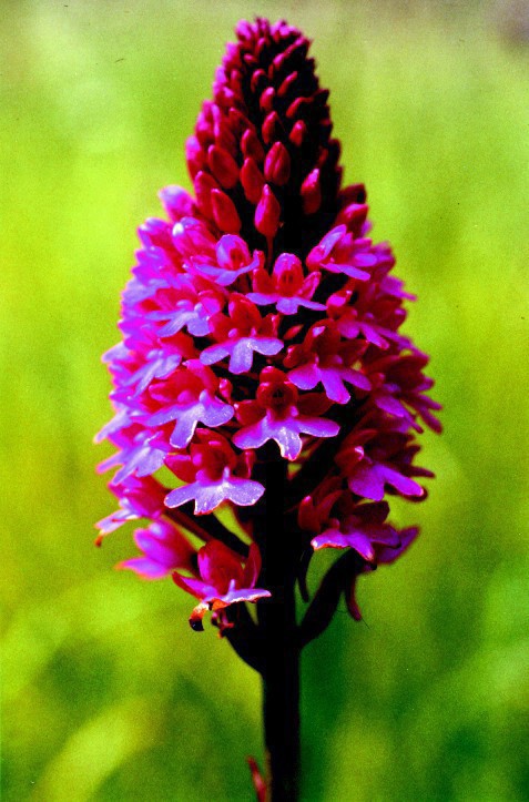 Rudohl�vek jehlancovit�