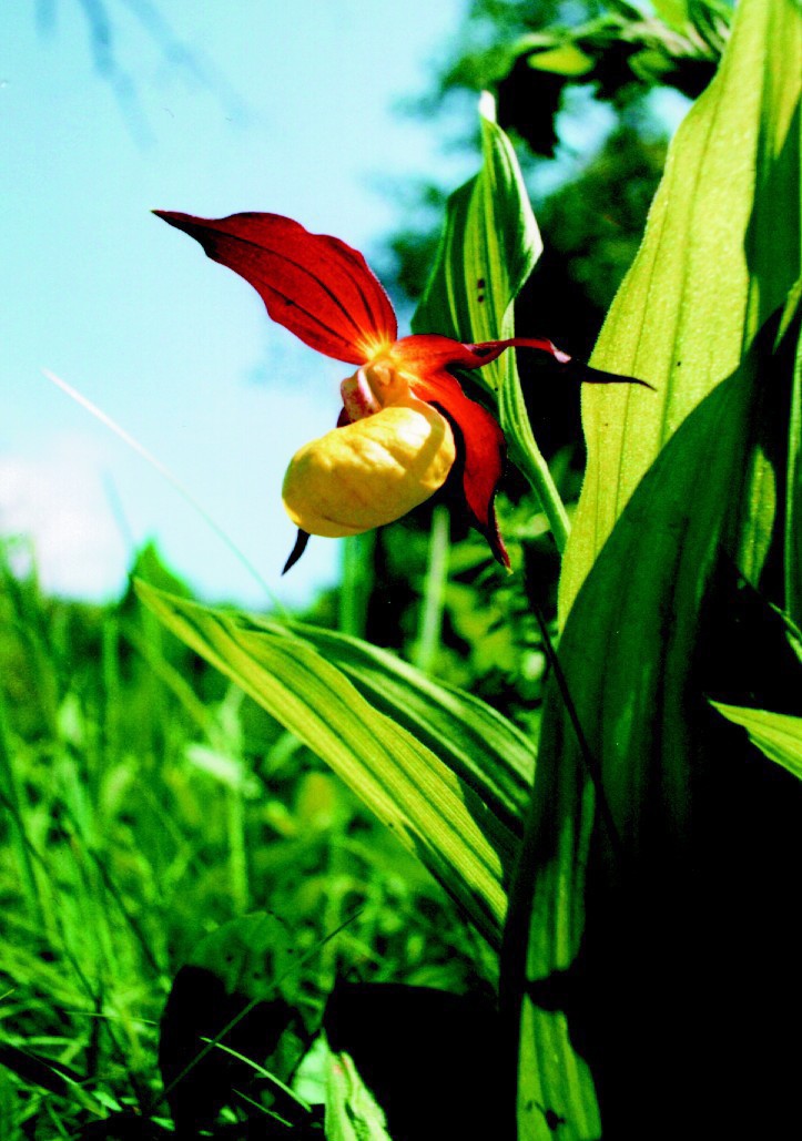 St�ev��n�k pantofl��ek