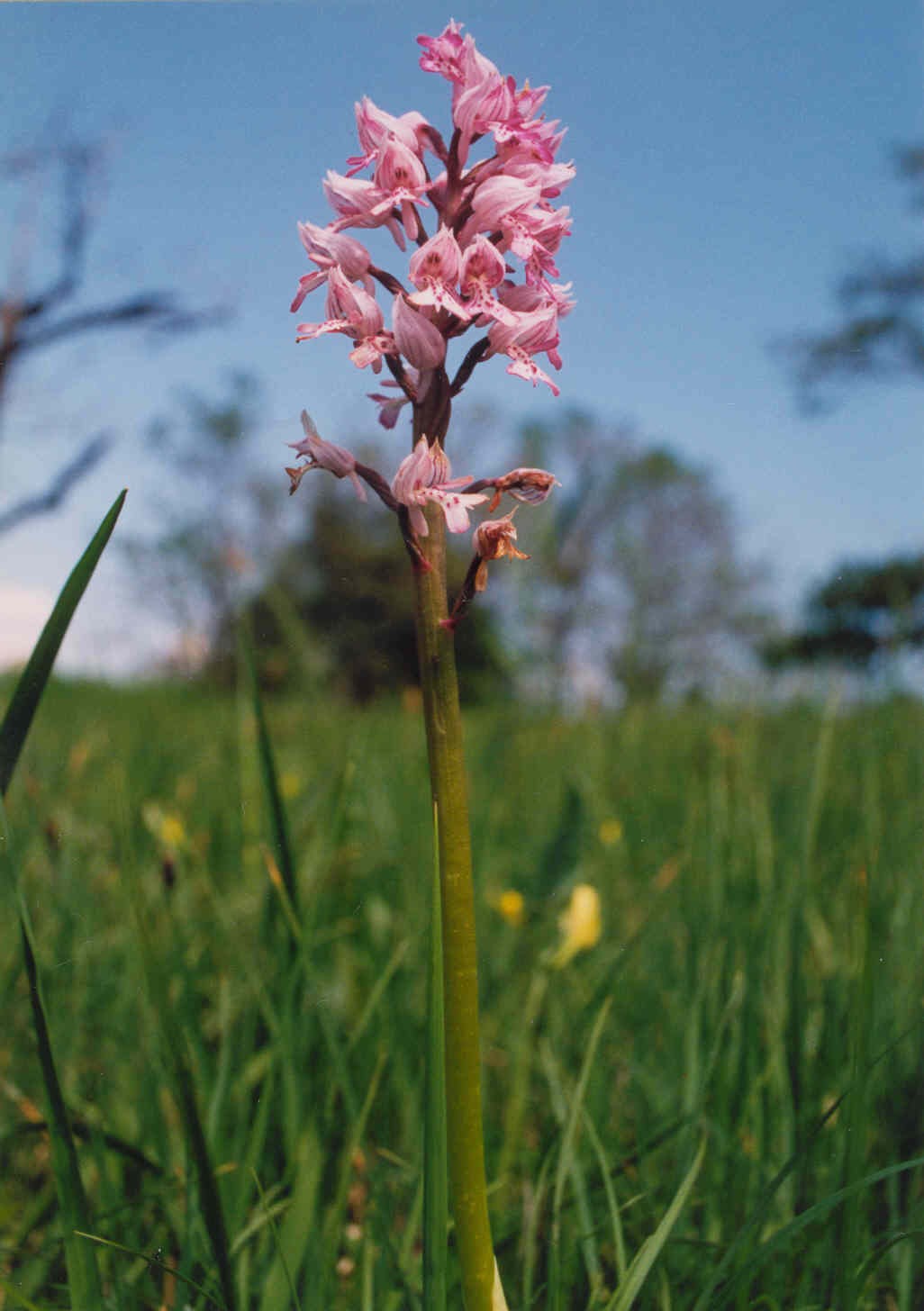Vstava� vojensk�